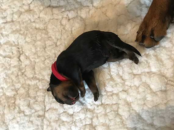 puppy's K-nest week 1